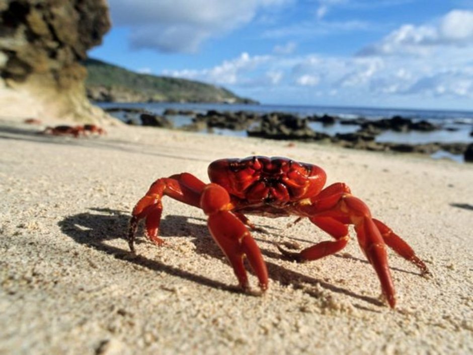 Крабы,живые в море