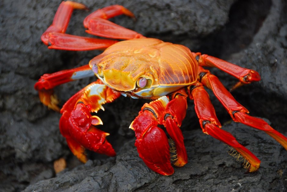 Grapsus Grapsus краб