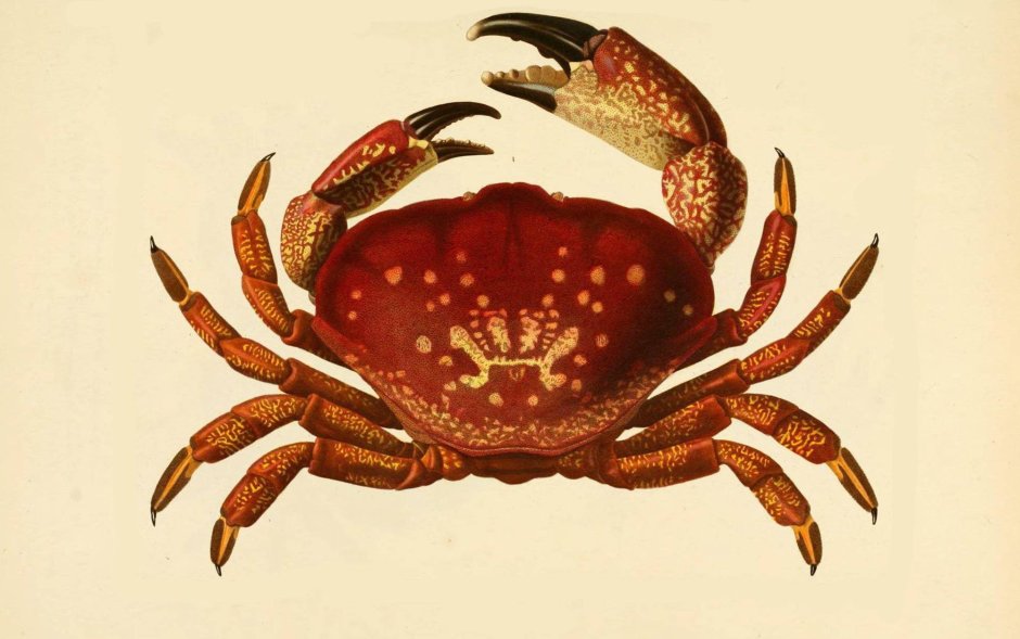 Крабик картина