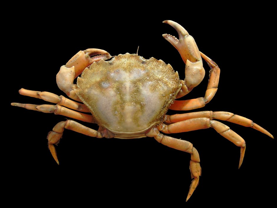 Carcinus aestuarii
