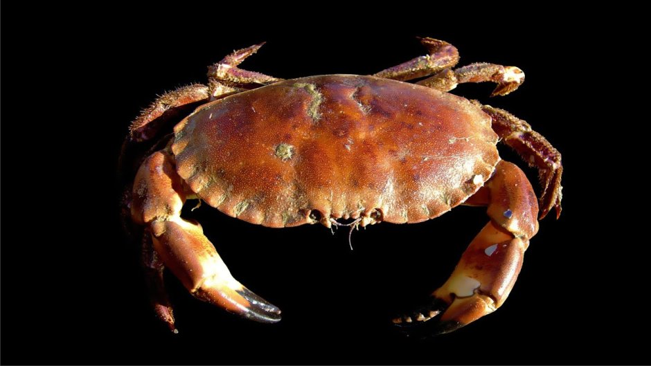 Cancer irroratus Скалистый краб