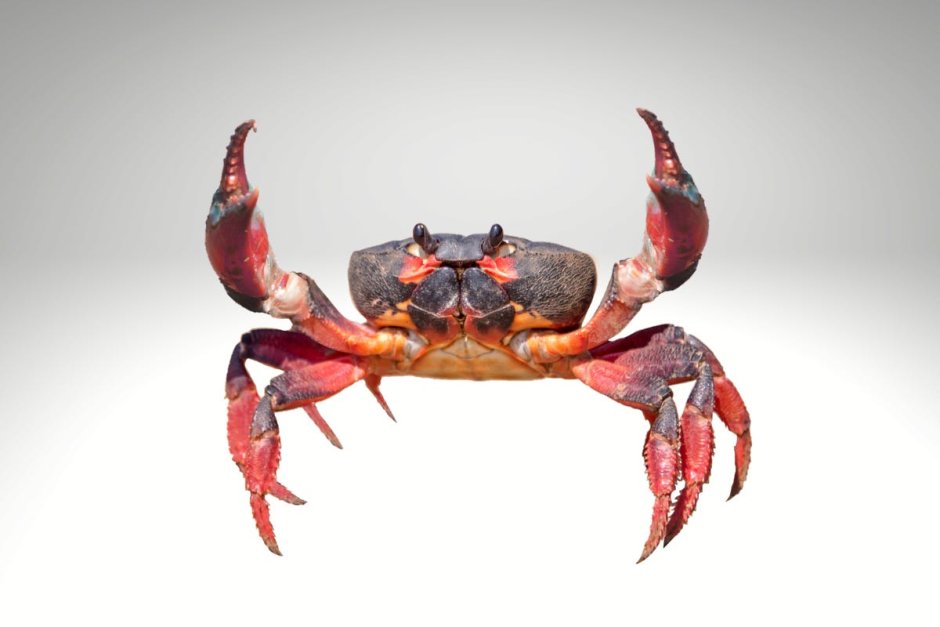 Морской краб