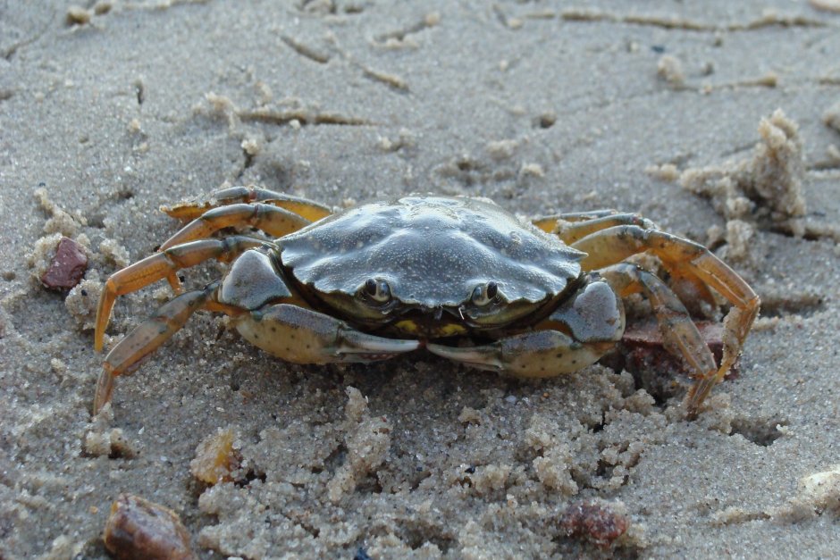 Carcinus Maenas