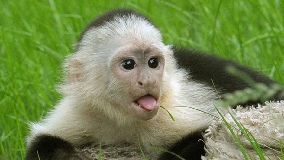 Macacus Rhesus