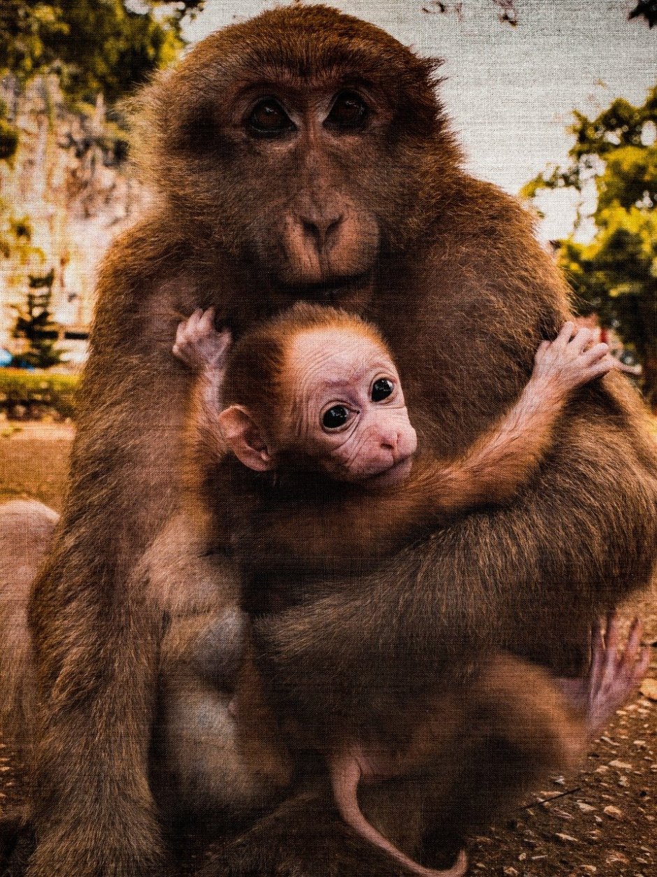 Обезьяна чичичи