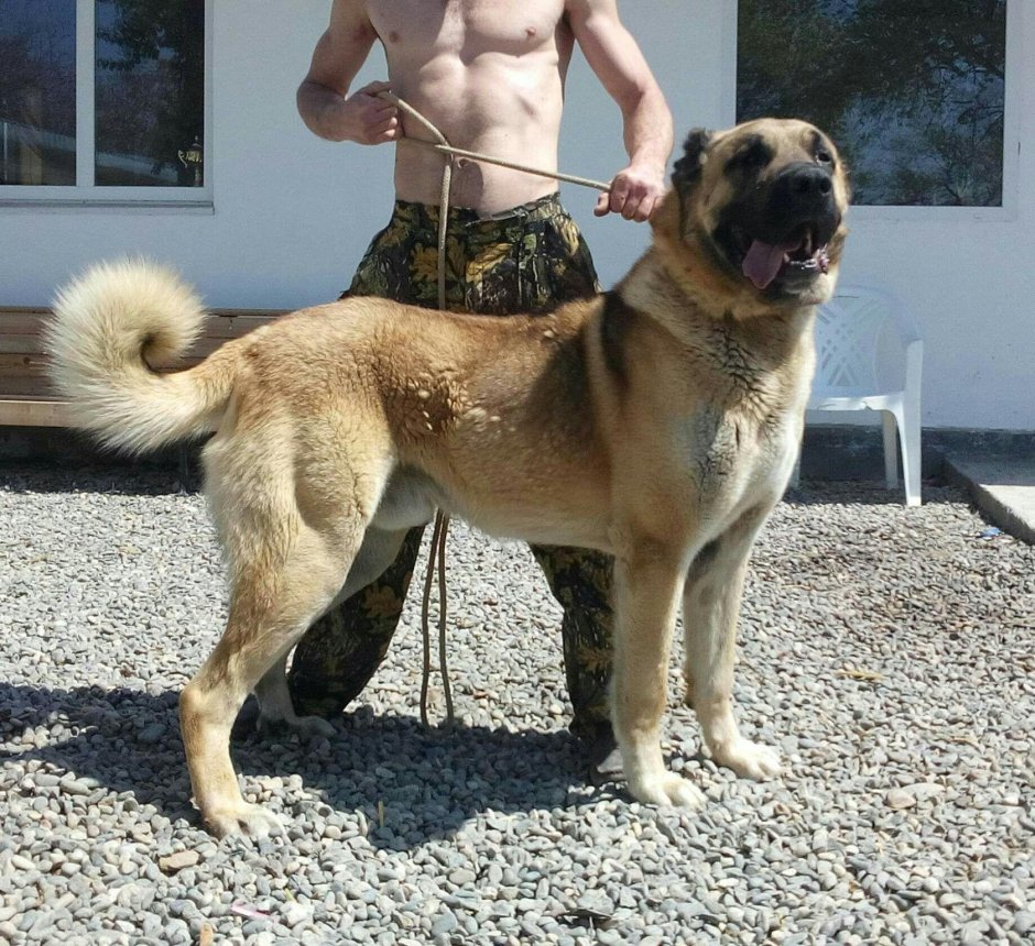 Дагестанский волкодав