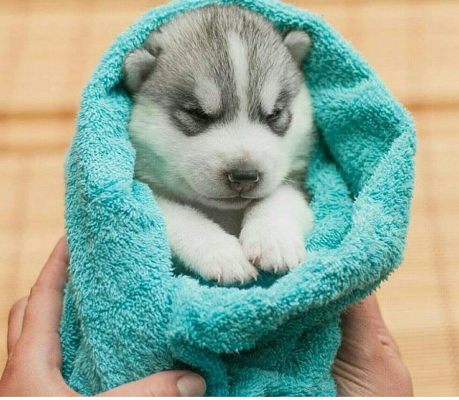 Новорожденные щенки хаски