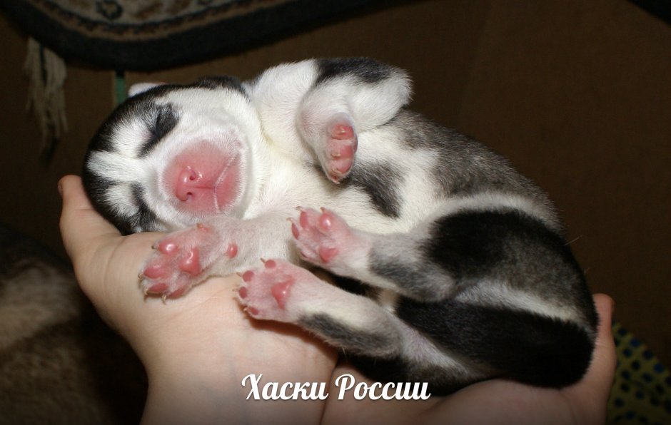 Щенки хаски при рождении