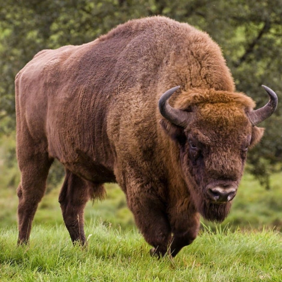 ЗУБР Bison bonasus