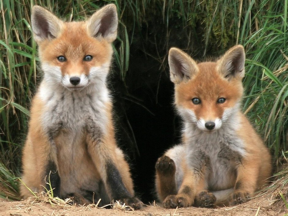 Животный мир Белоруссии