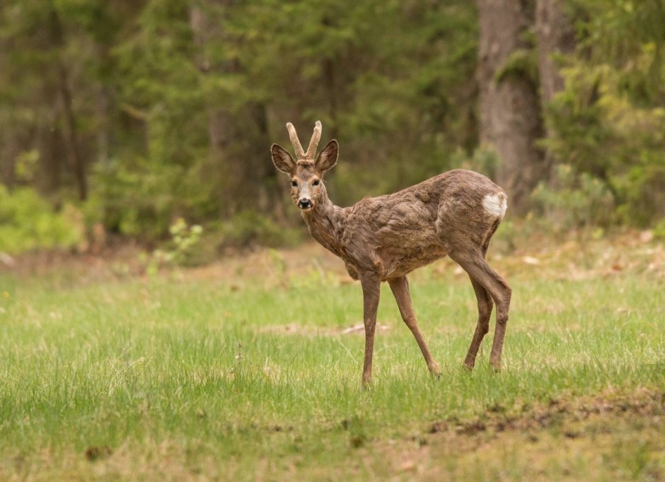 Козуля Лесная