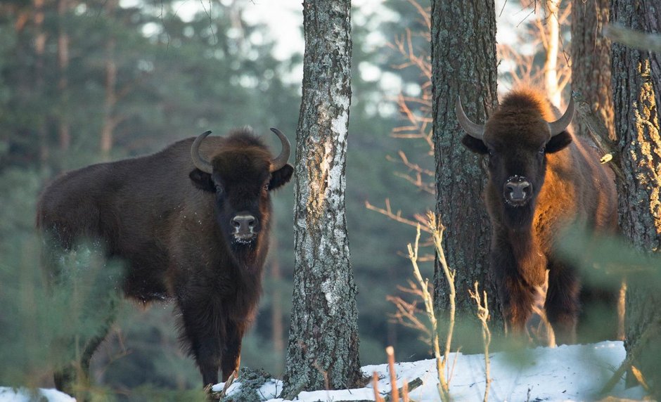 Природа и животный мир Беларуси