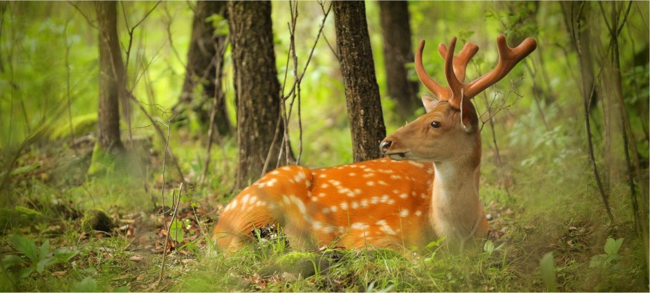 Уссурийский пятнистый олень ареал