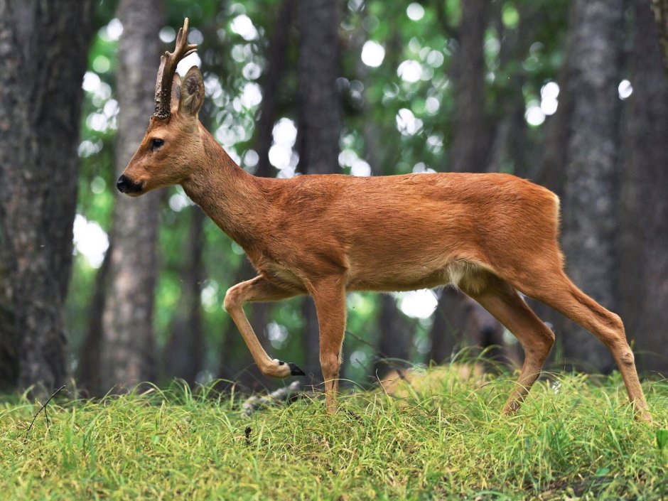 Беловежская пуща национальный парк