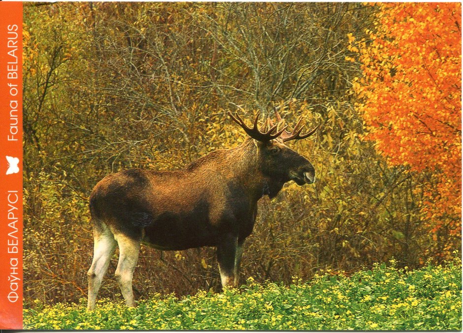 Животный мир Кировской области