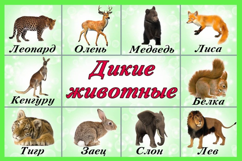 Карточки "Дикие животные"