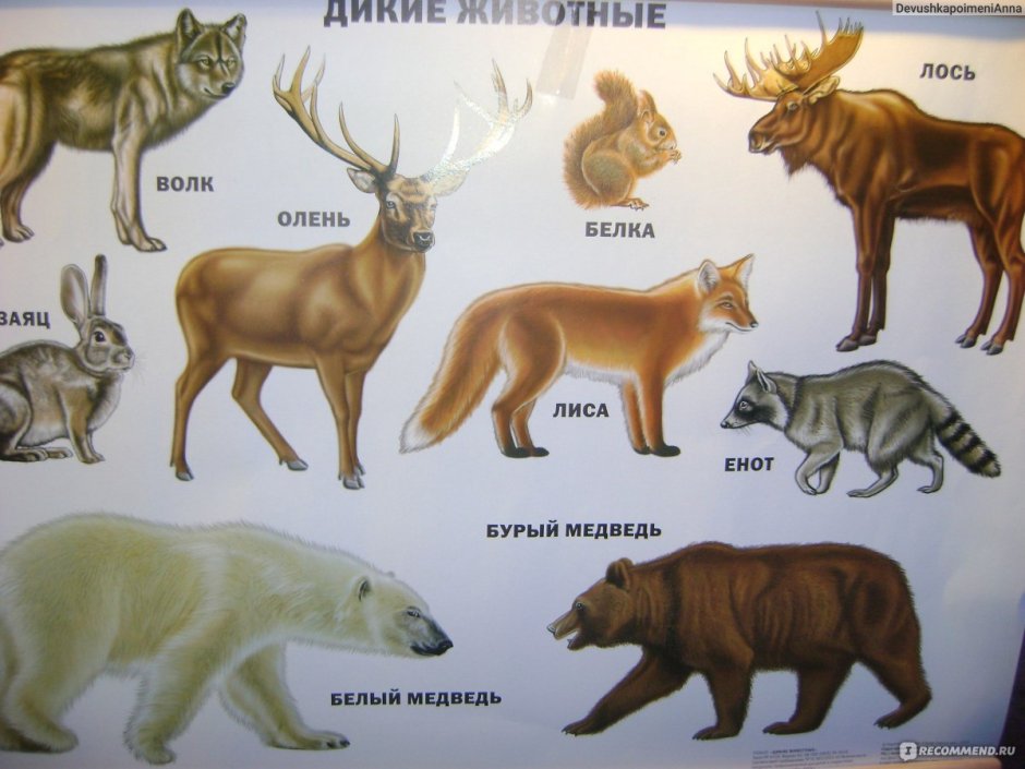 Плакат с животными