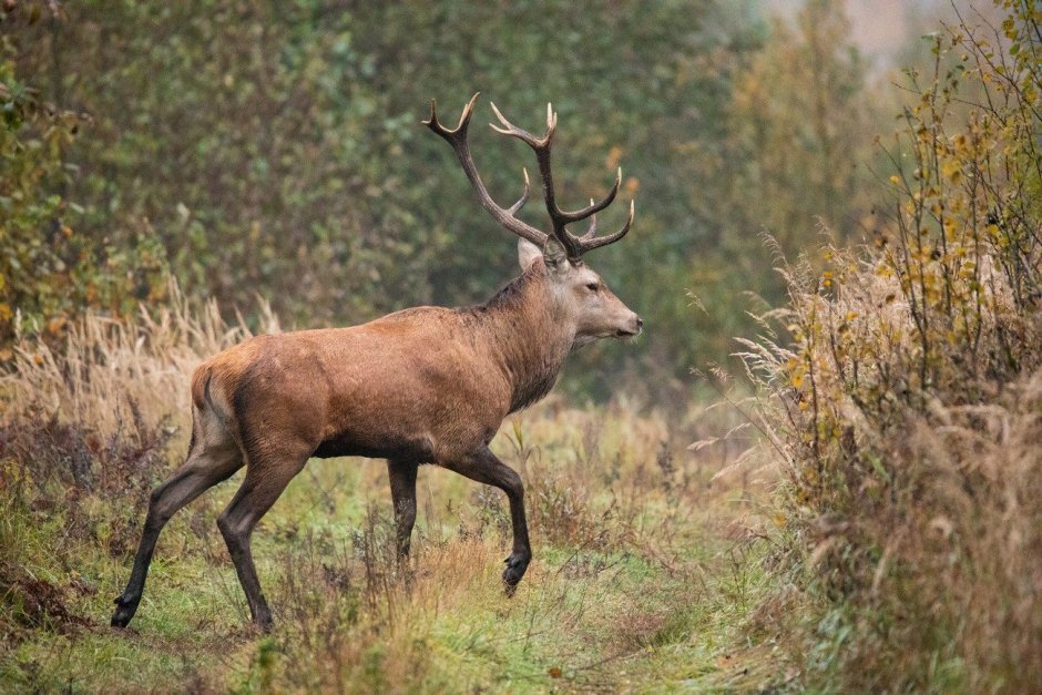 Беловежская пуща благородный олень