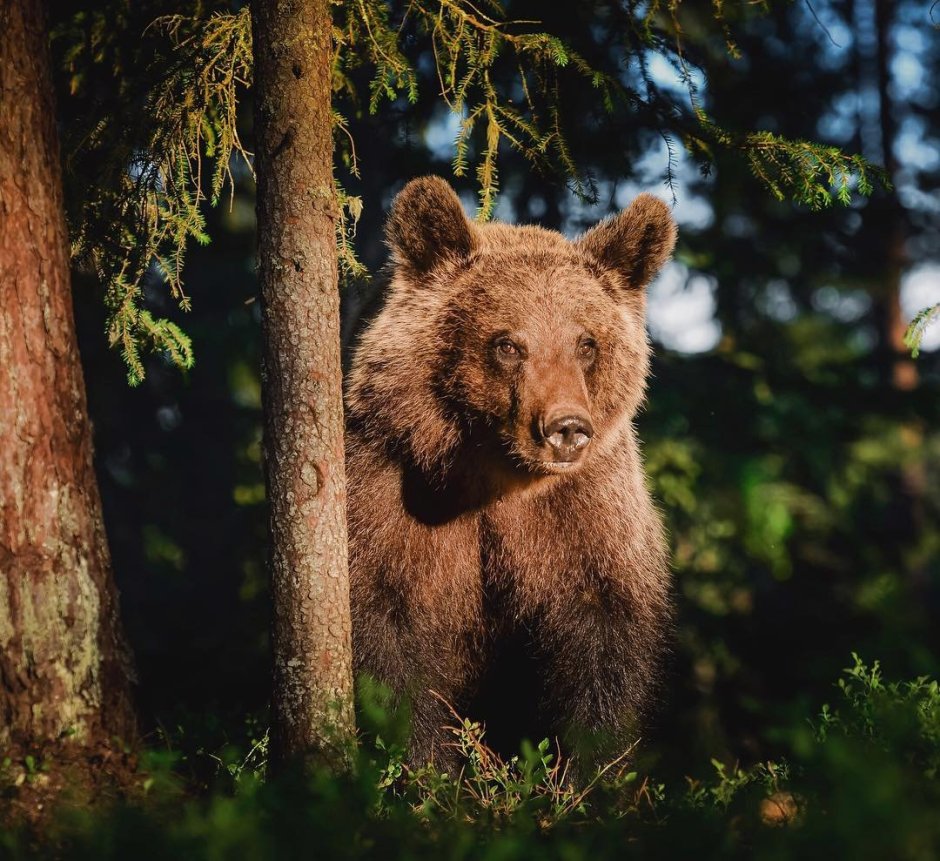 Бурый Тянь-Шанский медведь