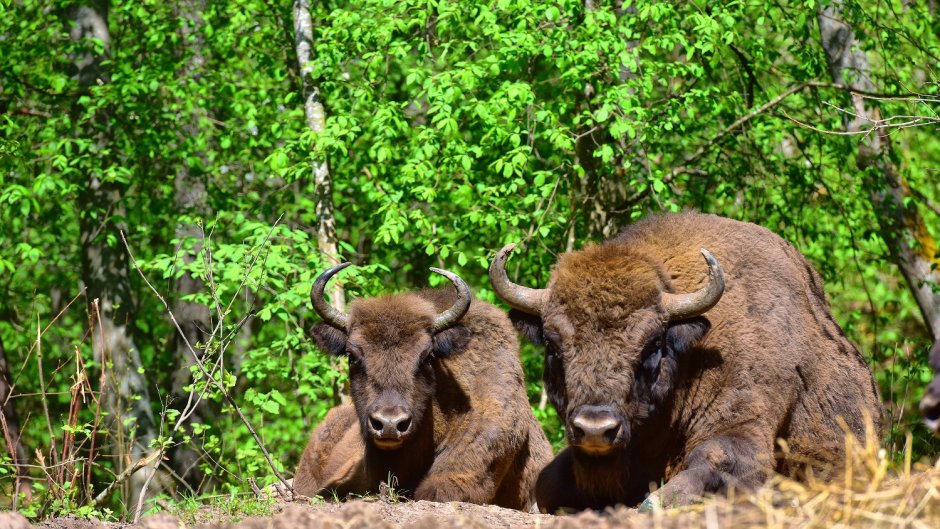 Зубры в Смоленске Смоленское Поозерье