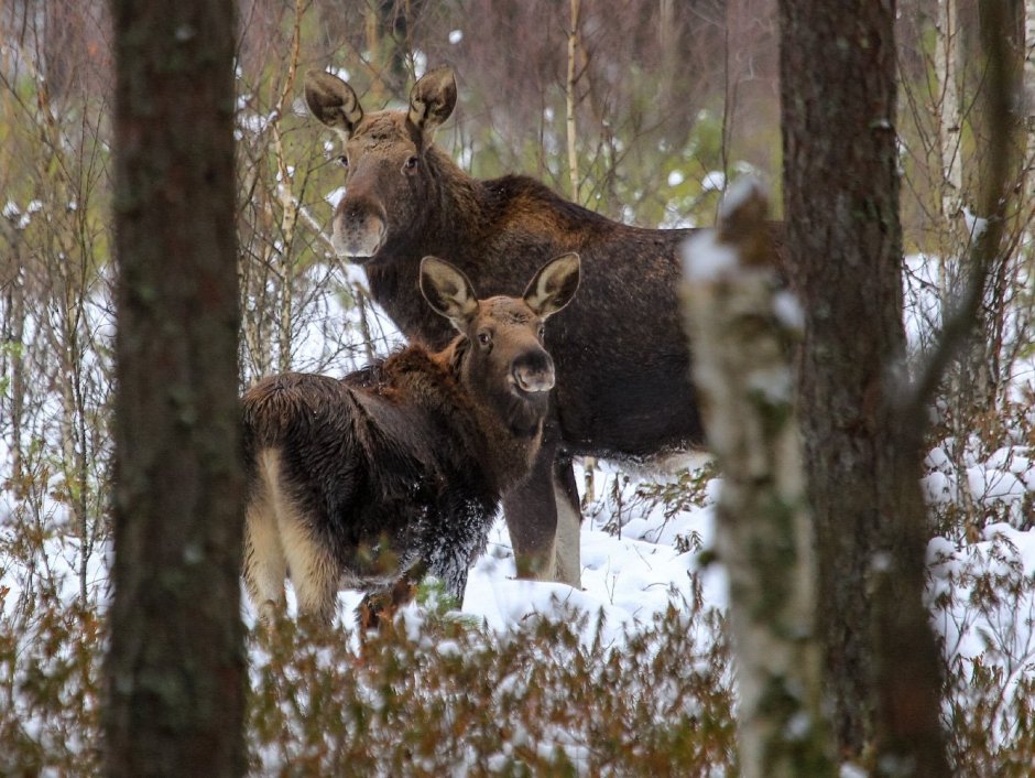 Дикая природа Беларуси