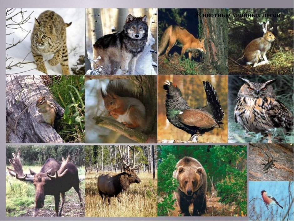 Животный мир тайги