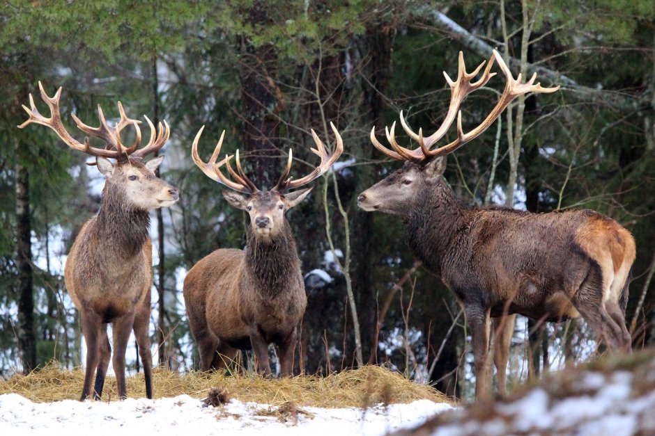 Благородный олень Белоруссия