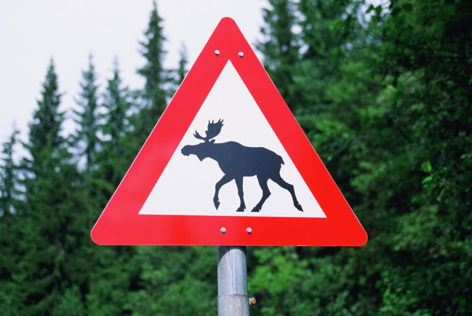 Бурый медведь леса России