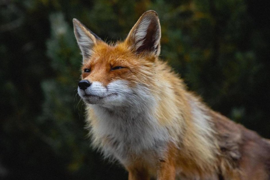 ЗУБР И Зубренок