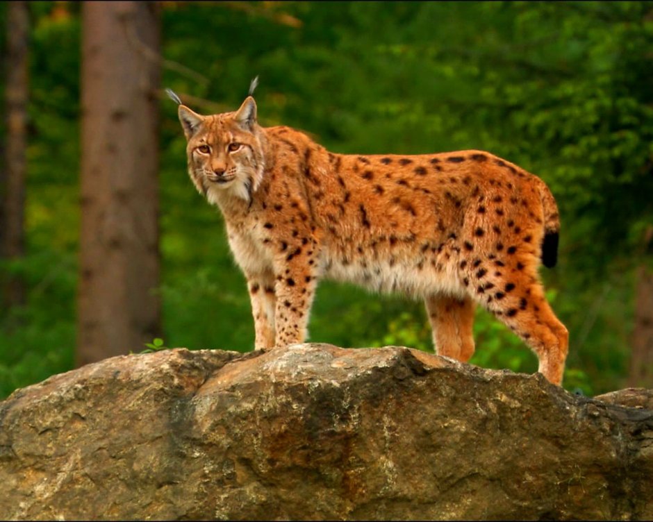 Красная Рысь Северная Америка