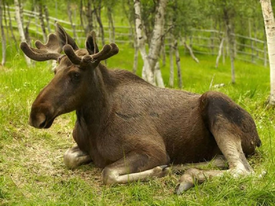 Ильменский заповедник животные Лось