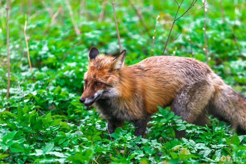 Животные белорусских лесов