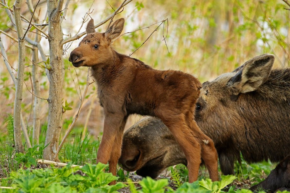 Лось лосиха лосенок