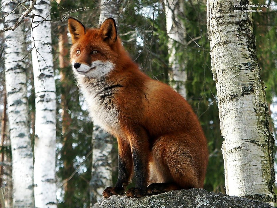 Животные леса