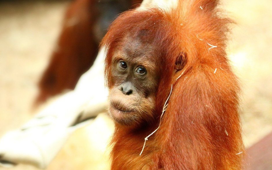 Рыжая обезьяна