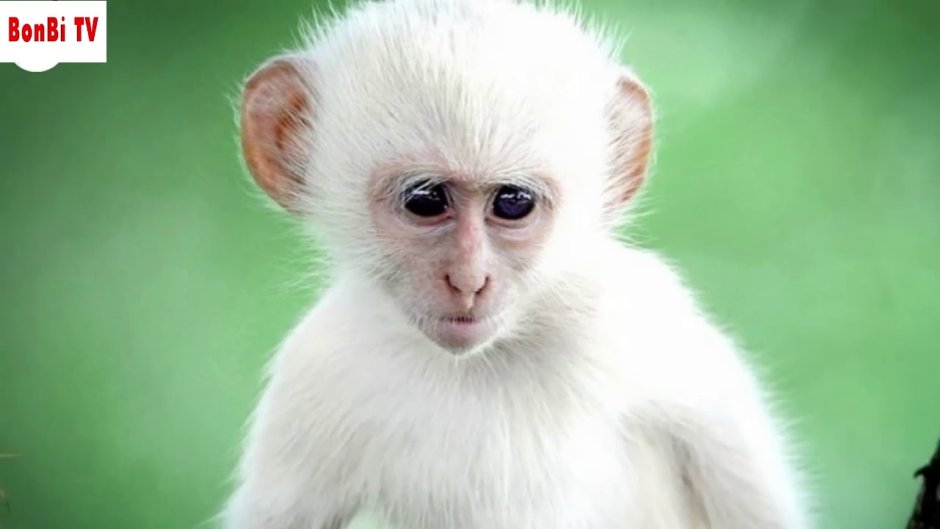 Светлая обезьяна