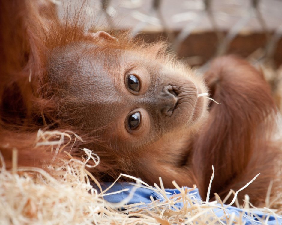 Обезьяна рыжего цвета