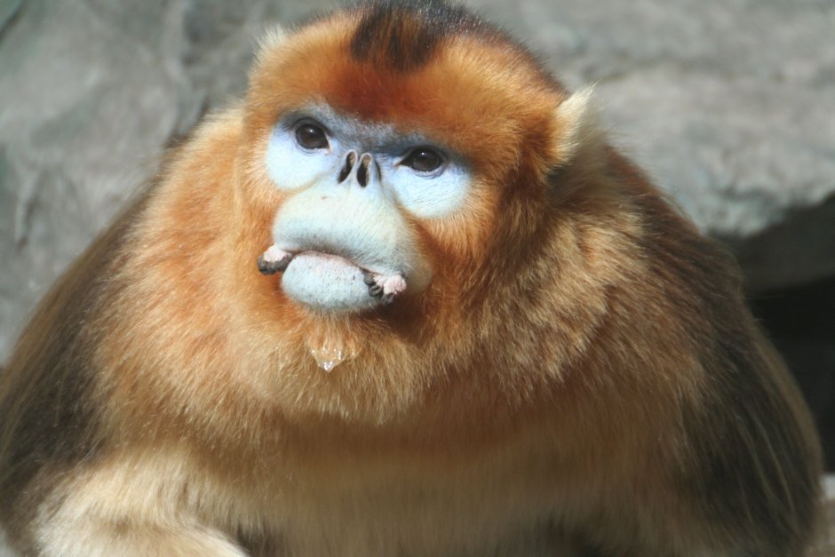 Тонкинский ринопитек