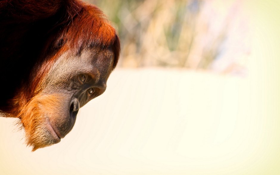 Звери выглядывают