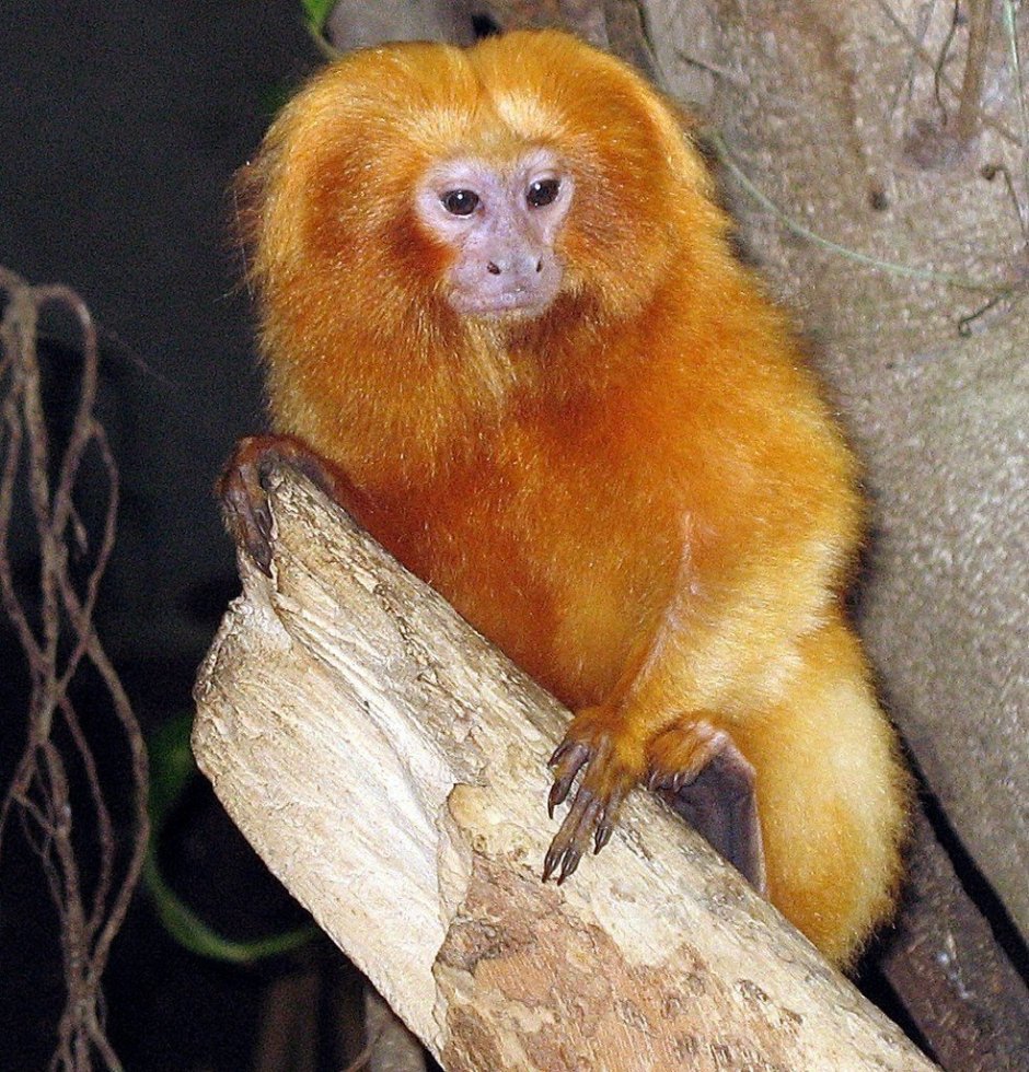 Рыжая пушистая обезьяна