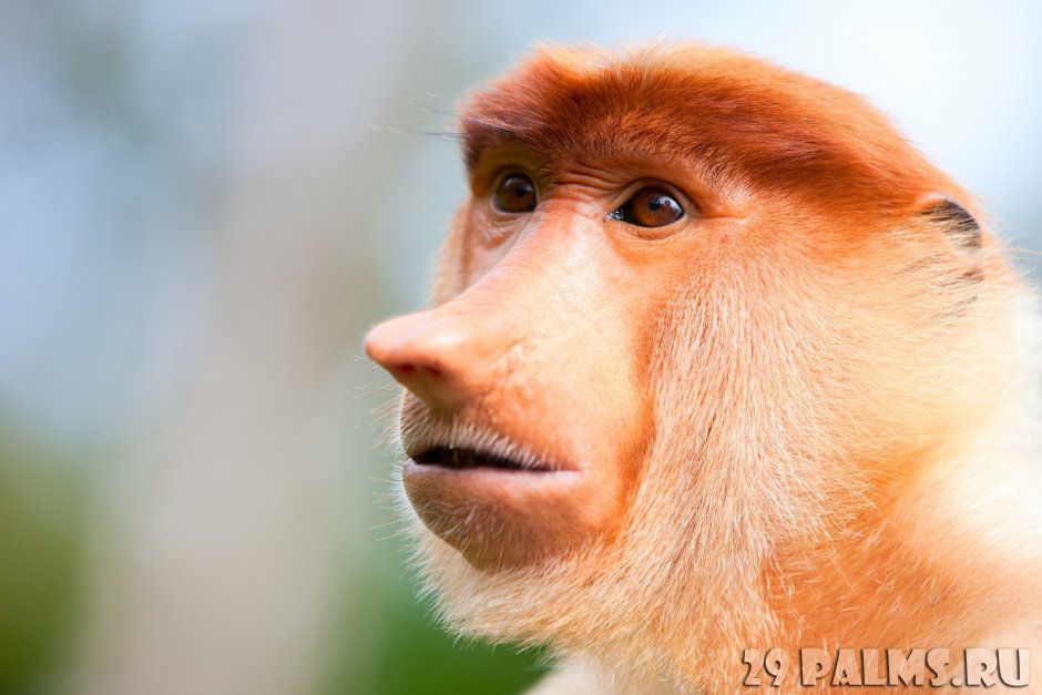 Портрет обезьяны носач