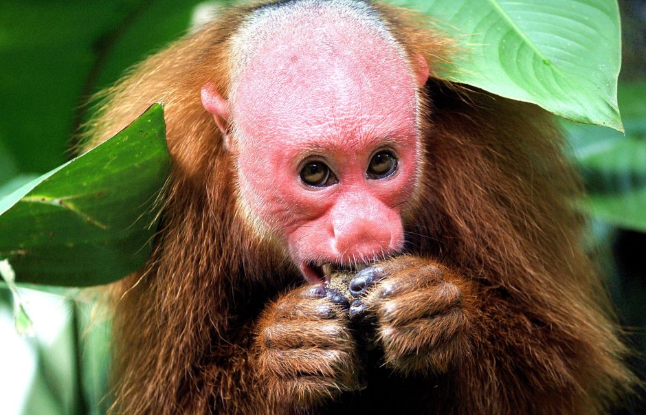 Лысый уакари