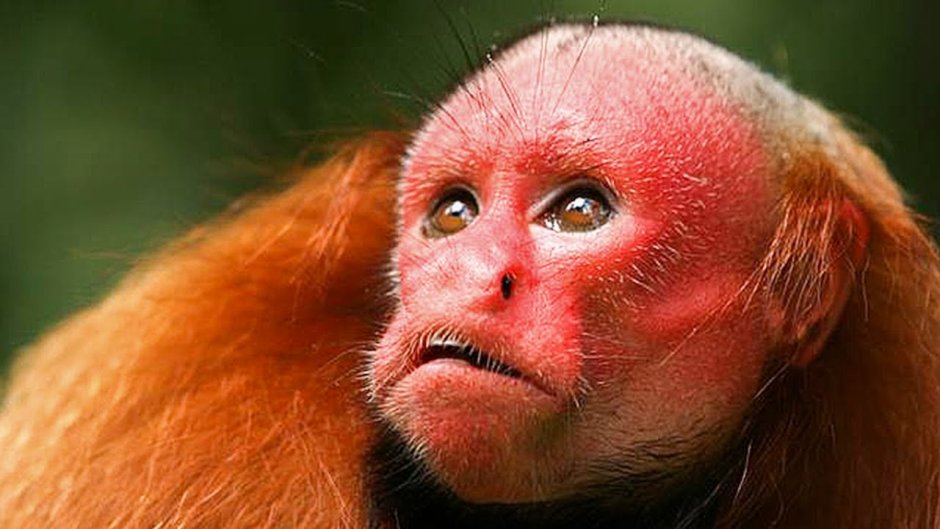 Примат лысый уакари