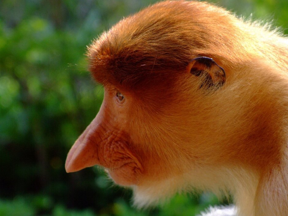 Носач обыкновенный