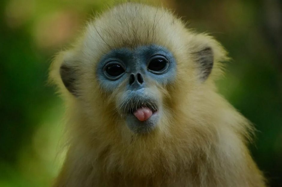 Обезьяна ринопитек