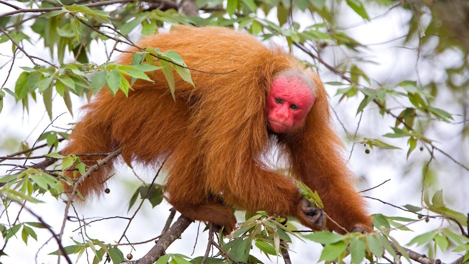 Черноголовый уакари