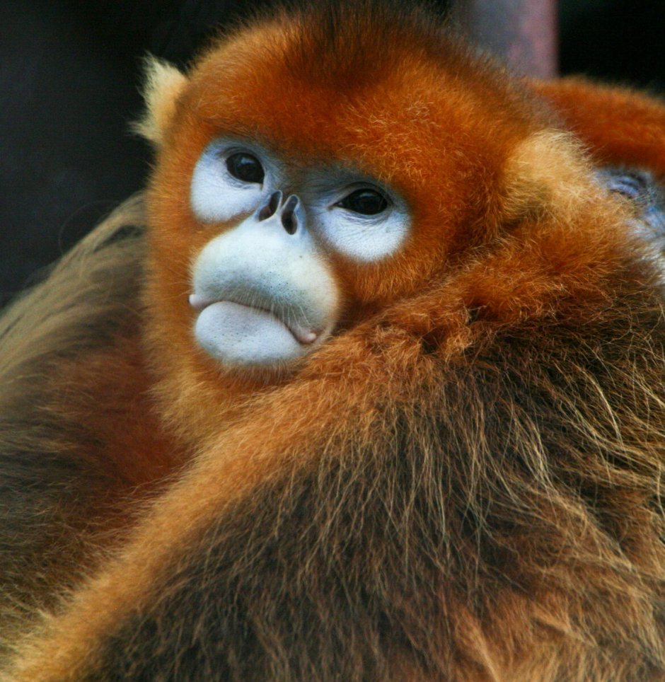 Обезьяна с синим лицом