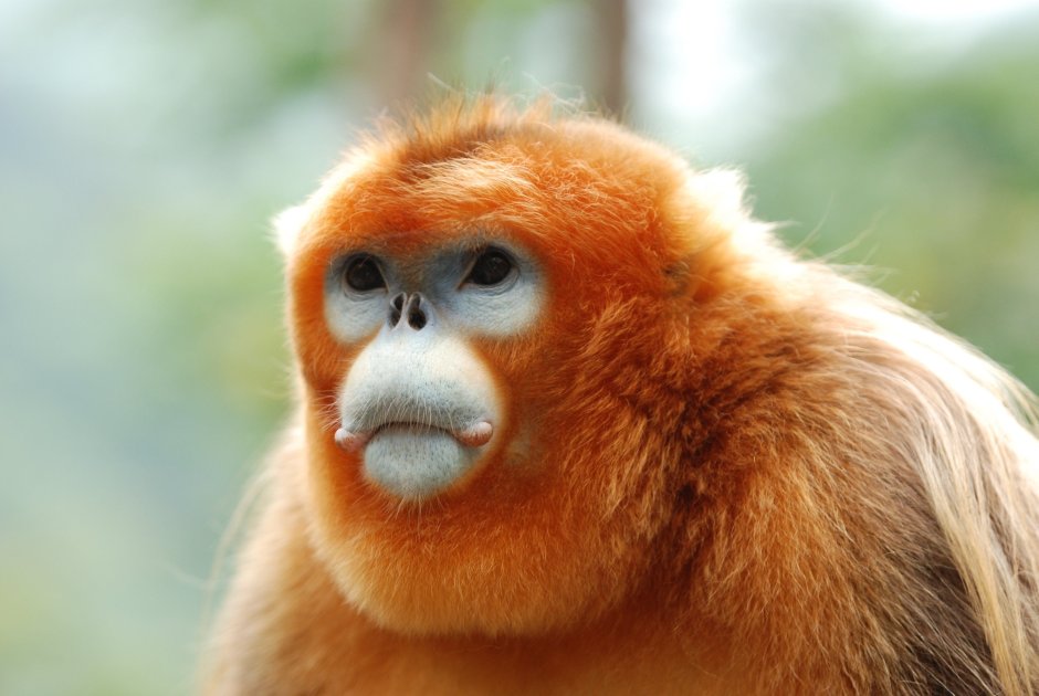 Золотистая курносая обезьяна (Рокселланов ринопитек)