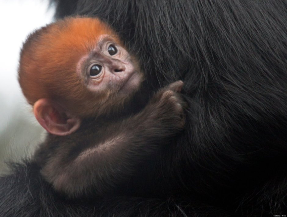 Маленькие рыжие обезьянки