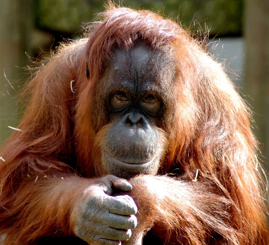 Калимантанский орангутанг